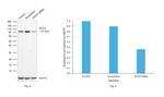 AGO2 Antibody