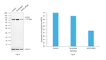 AGO2 Antibody in Western Blot (WB)