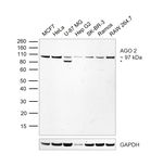 AGO2 Antibody in Western Blot (WB)