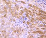 Transthyretin Recombinant Rabbit Monoclonal Antibody (JF1016)