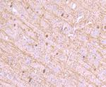 CNPase Recombinant Rabbit Monoclonal Antibody (JF10-25)