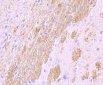 CNPase Antibody in Immunohistochemistry (Paraffin) (IHC (P))