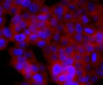 CD74 Antibody in Immunocytochemistry (ICC/IF)