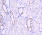 Jagged1 Antibody in Immunohistochemistry (Paraffin) (IHC (P))