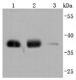 GAPDH Recombinant Rabbit Monoclonal Antibody (JF81-04), HRP