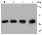 beta Actin Recombinant Rabbit Monoclonal Antibody (JF53-10), HRP