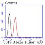 CD19 Antibody in Flow Cytometry (Flow)