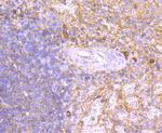 Human IgM Recombinant Rabbit Monoclonal Antibody (JF84-09)