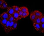S100P Antibody in Immunocytochemistry (ICC/IF)