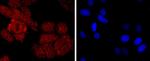 NEDD8 Antibody in Immunocytochemistry (ICC/IF)