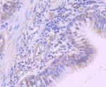 NEDD8 Antibody in Immunohistochemistry (Paraffin) (IHC (P))