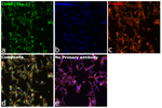 CD90 (Thy1) Antibody in Immunocytochemistry (ICC/IF)