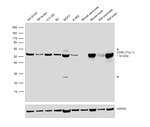 CD90 (Thy1) Antibody in Western Blot (WB)