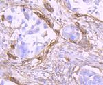 CD90 (Thy1) Antibody in Immunohistochemistry (Paraffin) (IHC (P))