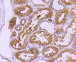 CD90 (Thy1) Antibody in Immunohistochemistry (Paraffin) (IHC (P))