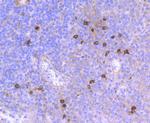 CD90 (Thy1) Antibody in Immunohistochemistry (Paraffin) (IHC (P))