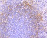 CD90 (Thy1) Antibody in Immunohistochemistry (Paraffin) (IHC (P))