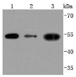 CD90 (Thy1) Antibody in Western Blot (WB)