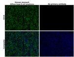 CD19 Antibody in Immunohistochemistry (Paraffin) (IHC (P))