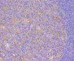 CD80 (B7-1) Antibody in Immunohistochemistry (Paraffin) (IHC (P))