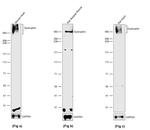 Dystrophin Antibody in Western Blot (WB)