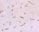 Dystrophin Antibody in Immunohistochemistry (Paraffin) (IHC (P))