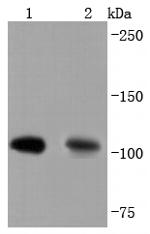Complement C3 Antibody in Western Blot (WB)