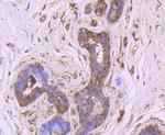 CHOP Antibody in Immunohistochemistry (Paraffin) (IHC (P))