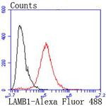 Laminin beta-1 Antibody in Flow Cytometry (Flow)