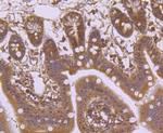 Laminin beta-1 Antibody in Immunohistochemistry (Paraffin) (IHC (P))