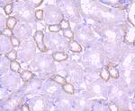 Laminin beta-1 Antibody in Immunohistochemistry (Paraffin) (IHC (P))