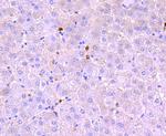 Myeloperoxidase Antibody in Immunohistochemistry (Paraffin) (IHC (P))