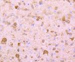 PGP9.5 Antibody in Immunohistochemistry (Paraffin) (IHC (P))