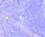 CD41 Antibody in Immunohistochemistry (Paraffin) (IHC (P))
