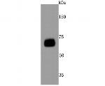 CD73 Antibody in Western Blot (WB)
