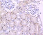 Cathepsin H/K/L/V Antibody in Immunohistochemistry (Paraffin) (IHC (P))