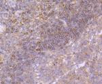Growth Hormone Antibody in Immunohistochemistry (Paraffin) (IHC (P))