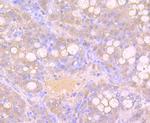 Growth Hormone Antibody in Immunohistochemistry (Paraffin) (IHC (P))