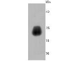 Growth Hormone Antibody in Western Blot (WB)