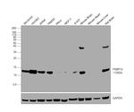 FKBP12 Antibody in Western Blot (WB)