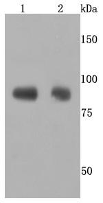 ADAM10 Recombinant Rabbit Monoclonal Antibody (JM32-11)