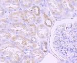 ERp57 Antibody in Immunohistochemistry (Paraffin) (IHC (P))