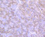 ERp57 Recombinant Rabbit Monoclonal Antibody (JM11-44)