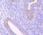ERp57 Antibody in Immunohistochemistry (Paraffin) (IHC (P))
