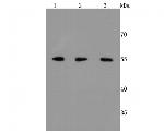 ERp57 Antibody in Western Blot (WB)