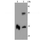 Transthyretin Antibody in Western Blot (WB)