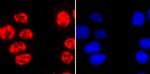 Phospho-RNA pol II CTD (Ser2) Antibody in Immunocytochemistry (ICC/IF)