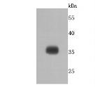 SGCD Antibody in Western Blot (WB)