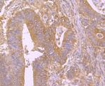 BID Antibody in Immunohistochemistry (Paraffin) (IHC (P))