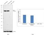 MRE11 Antibody in Western Blot (WB)
